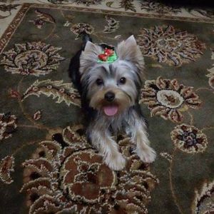 Meet your Posher, Darrell